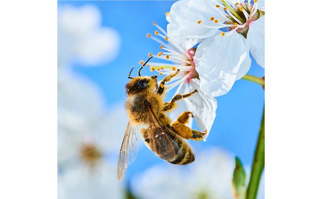 はちみつ 志賀高原BUNBUN りんご蜜300g ハチミツ 蜂蜜 山ノ内町