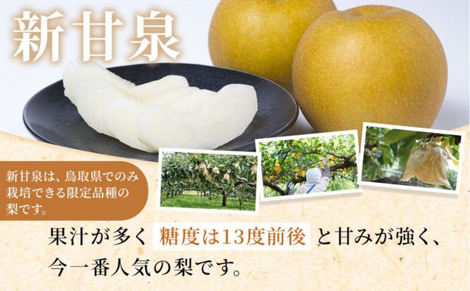 訳あり 数量限定 鳥取県産 新甘泉（しんかんせん） 約5kg （10～18玉）≪2026年9月中旬頃出荷≫ 312011_GT001