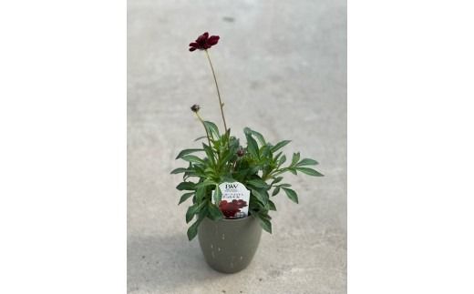 チョコレートコスモス3鉢セット【農家直送】 | 植物 お花 花 鉢 鉢花 花鉢 フラワー ギフトプレゼント 贈り物 珍しい 育てやすい かわいい 可愛い キレイ おしゃれ オシャレ シック 送料無料 岐阜県 瑞穂市 ※北海道・沖縄・離島への配送不可