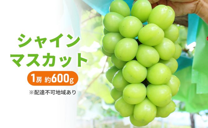ぶどう 2026年 先行予約 シャインマスカット 1房 約600g ブドウ シャイン マスカット 葡萄 岡山 国産 フルーツ 果物