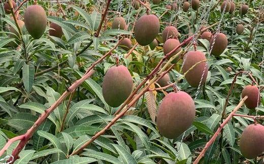 石垣の恵 眠れるマンゴー(450g?500g)2玉 専用箱入 KB-31