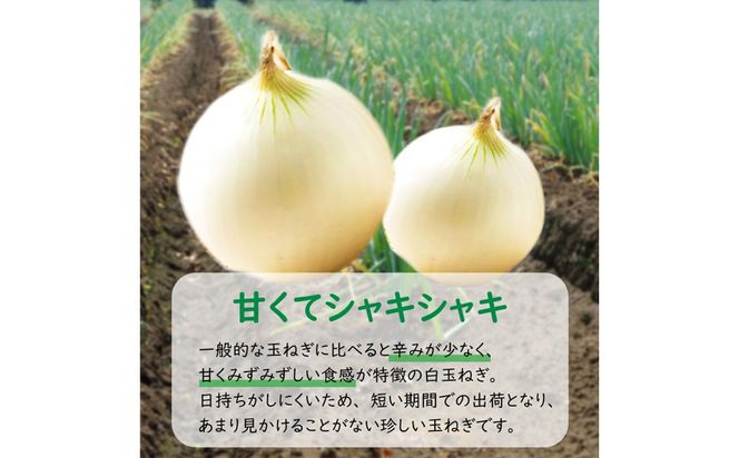 【予約：2026年7月中旬から順次発送】ところの白玉ねぎ 3kg ( 玉ねぎ タマネギ 玉葱 野菜 白玉ねぎ 3キロ 期間限定 辛みが少ない 生食 )【121-0003-2026】