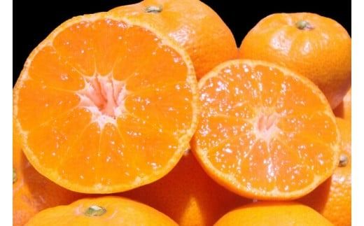 【配送時期が選べる】＼光センサー選別／農家直送 こだわりの完熟有田みかん 約10kg＋150g(傷み補償分) 【ご家庭用】【10月･11月･12月･1月から選択可能】（日付指定不可） 有機質肥料100% 有田みかん みかん ミカン 蜜柑 柑橘 果物 フルーツ 甘い 温州みかん 先行予約【nuk101E_cho】