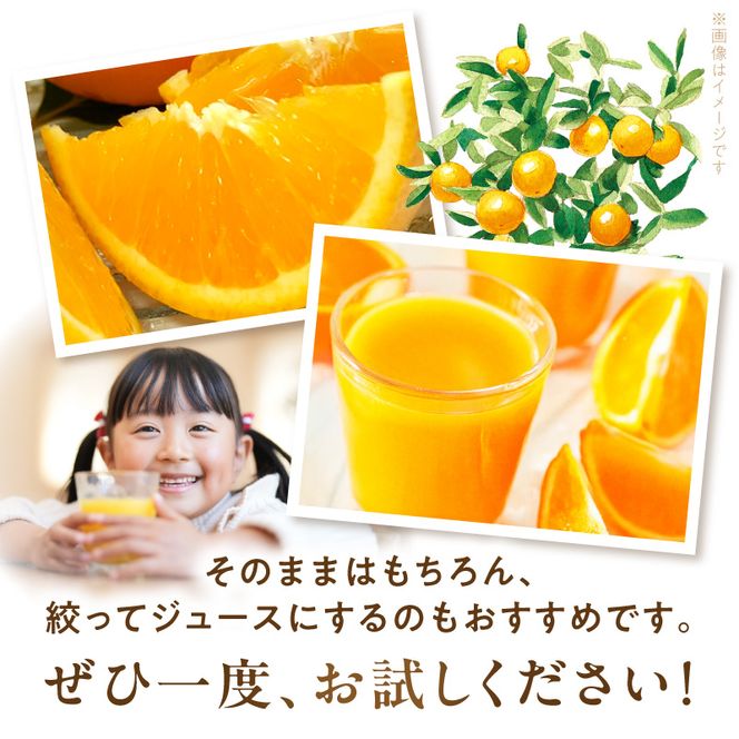 【2027年先行予約】バレンシアオレンジ [約7kg] 湯浅町田村産 (無選別・果実サイズ混合・ご家庭用) 春みかん / 紀伊国屋文左衛門本舗_V7079