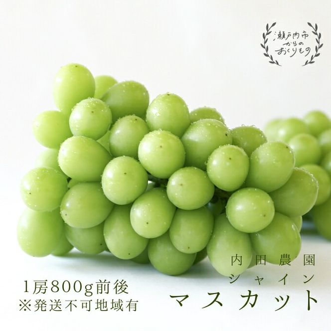 シャインマスカット1房（800g前後）内田農園 岡山県 瀬戸内市 邑久町産 葡萄 ぶどう 2026年【配達不可：北海道・沖縄・離島】 果物類 ブドウ フルーツ