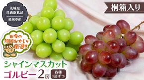 【 桐箱入り 】 シャインマスカット と ゴルビー （各種1房ずつ） 【2025年9月から発送開始】（茨城県共通返礼品 [ぶどう]：結城市産） シャインマスカット ゴルビー ぶどう 果物 フルーツ 季節 旬 [BI397-NT]