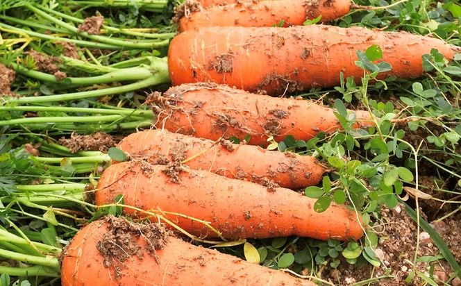 【先行予約11月下旬～順次発送】SORA農園の有機にんじん5kg　有機野菜 有機農園 オーガニックファーム オーガニック野菜 有機栽培 人参 にんじん ニンジン キャロット 冬野菜　SN00006