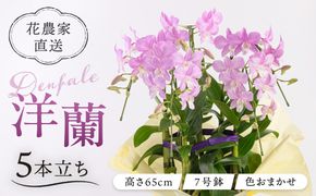 【 30セット 限定 】 デンファレ （ 洋蘭 ） 5本 立ち 《糸島》【和饗エコファーム株式会社】 蘭 洋蘭 デンファレ 花 インテリア お祝い 贈り物 [AVI003]