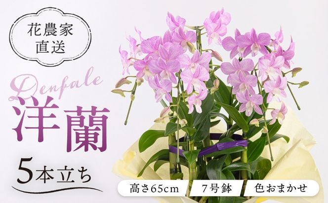 【 30セット 限定 】 デンファレ （ 洋蘭 ） 5本 立ち 《糸島》【和饗エコファーム株式会社】 蘭 洋蘭 デンファレ 花 インテリア お祝い 贈り物 [AVI003]