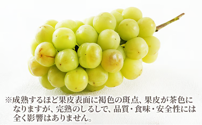 ぶどう 2026年 先行予約 桃太郎 ぶどう 2房（合計約940g）化粧箱入り マスカット ブドウ 葡萄 岡山県産 国産 フルーツ 果物 ギフト 大粒 果実 種無し そのまま 粒ごと 酸味 甘さ 人気 [№5735-1458]