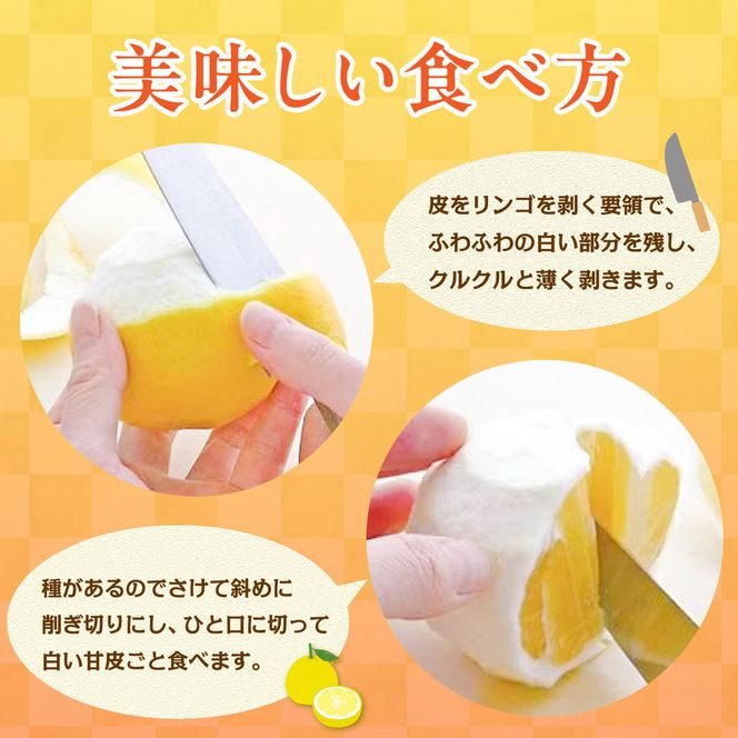 【先行予約】＜白木果樹園＞ 土佐小夏 訳ありご家庭用 約3.5kg 3.5キロ〈2027年5月下旬～6月下旬頃発送〉  / こなつ 柑橘 かんきつ 柑橘類 フルーツ 日向夏 ニューサマーオレンジ 西内小夏 果物【白木果樹園】 [BQAI033]