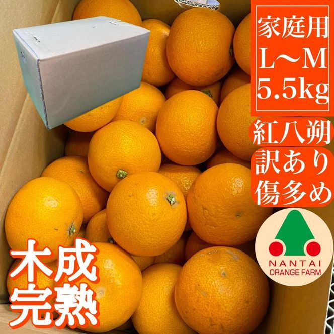 家庭用 5.5kg 訳あり 傷多め 木成完熟 紅はっさく L または M サイズ 茶箱 南泰園【2025年4月上旬～発送】 BS792