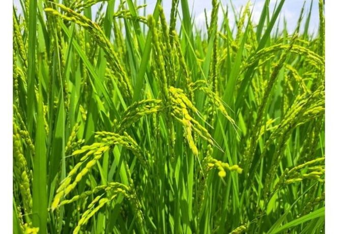 【令和7年産】訳あり コシヒカリ 中米 精米 10kg【茨城県共通返礼品　美浦村産】｜ 規格外 こしひかり 白米 ※離島への配送不可