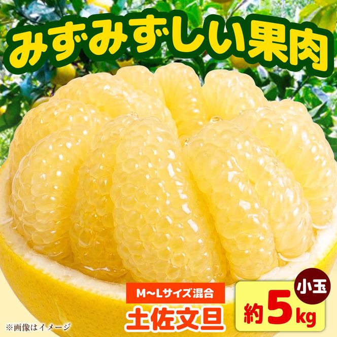 【先行予約】土佐文旦 小玉 家庭用 約5kg （M～Lサイズ：11～15玉入り） 文旦 ぶんたん ブンタン 柑橘 フルーツ デザート 果物 ご当地 人気 名産＜2027年1月中旬～順次発送＞【玉木農園】