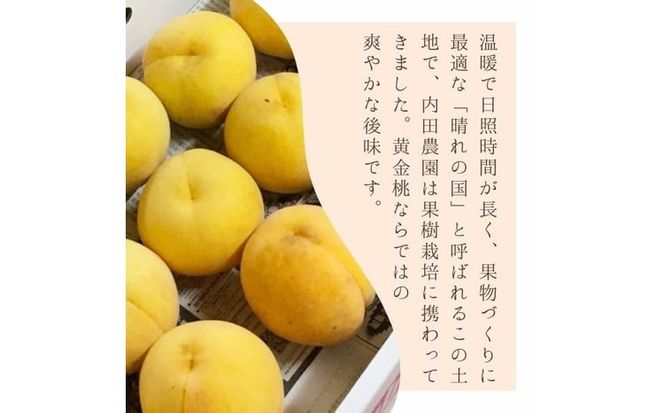 2026年 先行予約 岡山県産 黄色い桃 匠の黄金桃 4kg箱 10～15玉 内田農園 桃 果物 もも [№5735-3500]