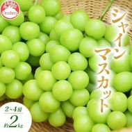 【2026年10月～発送】シャインマスカット 2～4房 約2kg ぶどう ブドウ 葡萄 マスカット 果物 フルーツ 長野県 長野 山ノ内町