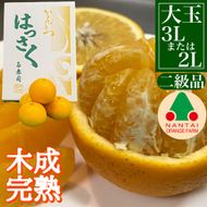 ちょっと 傷あり 4月 まで 木成 完熟 させた 有田 はっさく 大玉 3L × 6玉 または 2L × 7玉 化粧箱 南泰園 みかん 	BS761