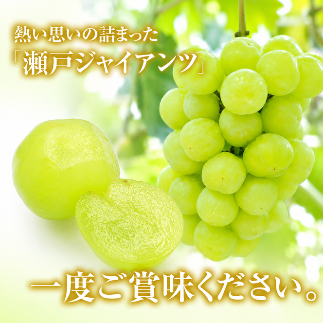 瀬戸ジャイアンツ 約2kg 3～5房 ぶどう 葡萄 フルーツ 岡山 高梁市産 2026年 先行予約 果物類 果物 