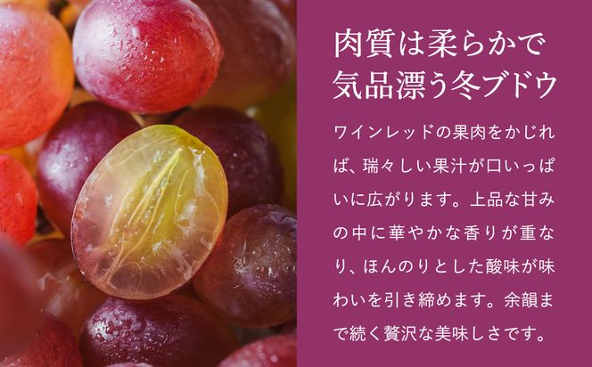【2026年先行予約】数量限定 訳あり 豊岡ぶどう「紫苑」 約300g×8パック／ 紫苑  しえん ブドウ 葡萄 訳ありぶどう 大粒 強い甘み 爽やかな酸味 新鮮 果物 産地直送 くだもの フルーツ 上品 香り