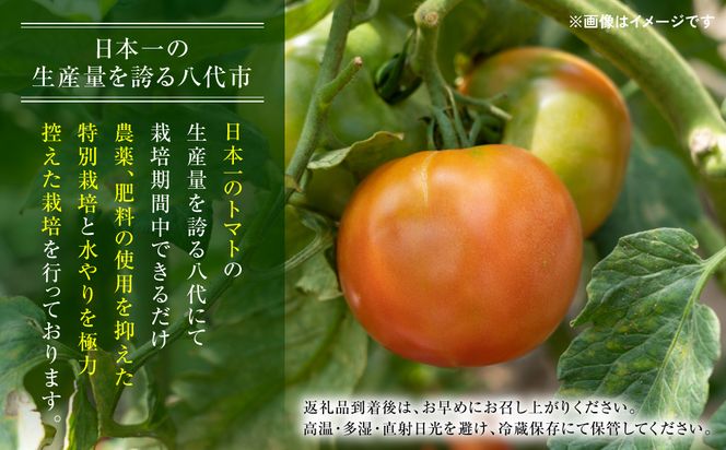 【先行予約】 訳ありトマト 約2kg トマト 野菜 やさい 新鮮 とまと 訳あり 特産品 熊本県 八代市 【2027年4月中旬より順次発送】