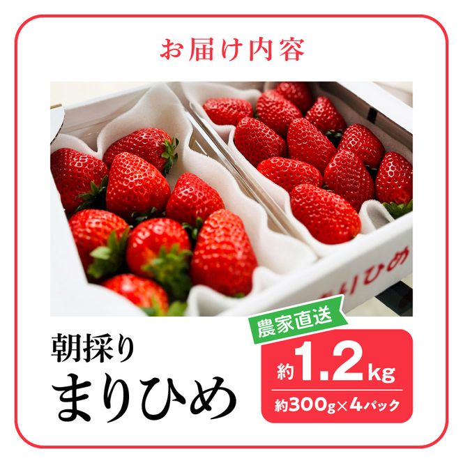 朝摘み 完熟 まりひめ いちご 約300g×4パック (合計約1,200g)_AB7335