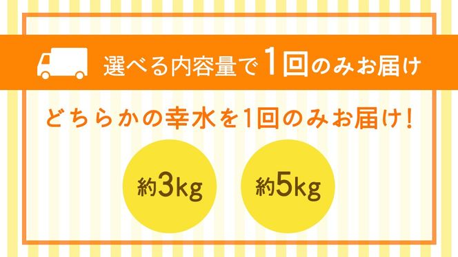 ＼選べる 内容量／幸水 約3kg・約5kg【2026年8月より発送開始】（茨城県共通返礼品 [梨]：大子町産） 高糖度 ギフト 贈り物 プレゼント フルーツ なし ナシ 和梨 梨 果実 旬のフルーツ お取り寄せ くだもの 果物 みずみずしい