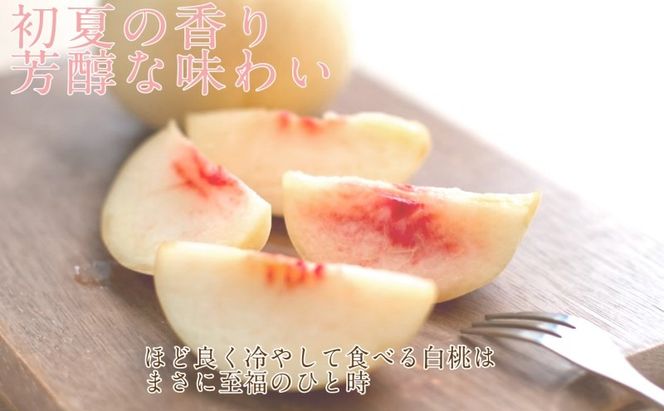 もも 2026年 先行予約 岡山匠の白桃 約1.3kg 4～6玉 犬塚農園 岡山県産 桃 モモ 家庭用 初夏 みずみずしい [№5735-1997]