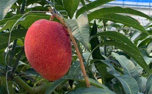 石垣の恵 眠れるマンゴー(450g?500g)2玉 専用箱入 KB-31