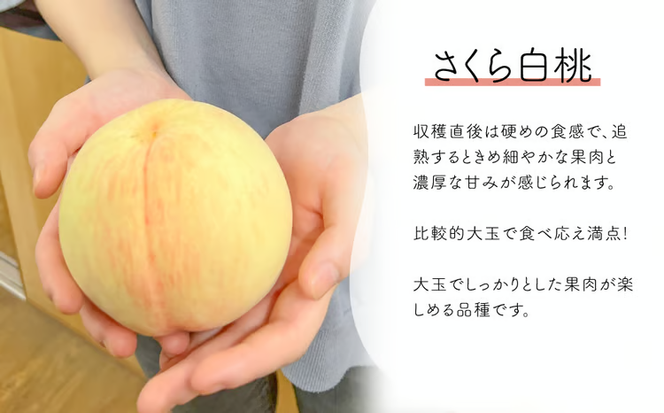 【2026年先行予約】さくら白桃（上級品）4-6玉入 (岡山県産)【KF-A010-02】
