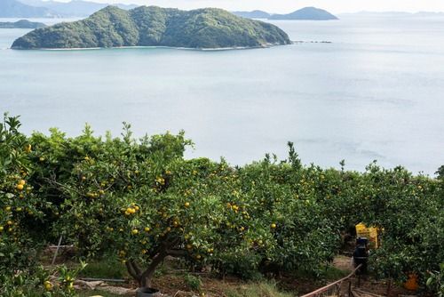 【先行予約】【数量限定】田縁農園の不知火（しらぬい）3kg ※離島への配送不可 （2026年2月10日より順次発送） IKTA018