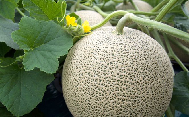 【2026年7月中旬～発送】≪特秀≫ふらのメロン 赤肉 2玉 計3.6kg以上 北海道 富良野市 (大島農園)