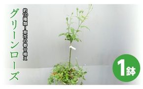 寄せ植え 「 グリーンローズ 」 1鉢  スタンダード バラ ミニバラ 薔薇 花 お花 フラワー ギフト プレゼント [BN024ci]