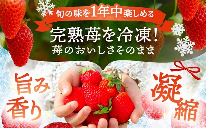 冷凍苺 1kg 果物 フルーツ 紅ほっぺ やよい姫 かんな姫 愛西市 / くぼ苺農園 【配達不可：離島】[AECJ025]