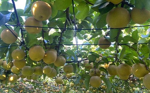 【100年以上続く梨産地】加賀・小塩辻の梨 約3kg ナシ なし くだもの 果物 フルーツ ご当地 食品 F6P-3358