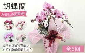 【全6回定期便】胡蝶蘭 お楽しみ定期便 ( お祝い / 開店祝い / 就任祝い ) 糸島 / はざま園芸 [AND003] 胡蝶蘭 お祝い ギフト 贈答 洋蘭 開店祝い 新店 祝い 白 3本