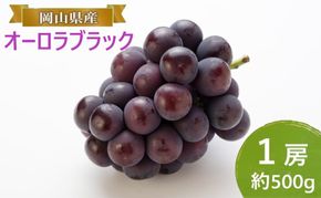 ぶどう 【2026年 早期受付】 オーロラブラック 1房 約500g ブドウ 葡萄 岡山県産 国産 フルーツ 果物 ギフト