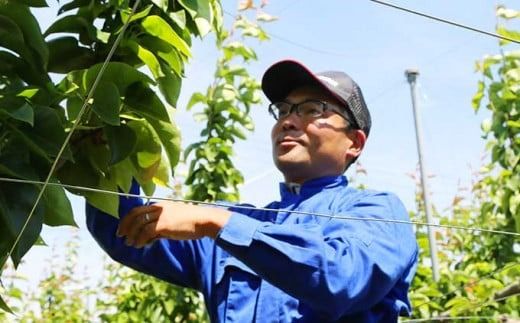 南水梨 約5kg 10-20玉 ［小布施屋］ なし 梨 果物 フルーツ 令和7年産 【2025年9月下旬～10月下旬発送】［A-210］