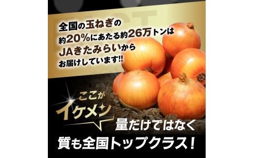 JAきたみらい産 玉ねぎ Lサイズ 10kg ( タマネギ たまねぎ 野菜 )【210-0003】