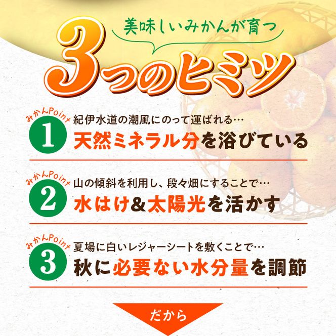 G7339_【2026年11月下旬頃より発送】高級ブランド 秀品 紀州有田田村産みかん 3kg 濃厚 糖度 酸味 バランス 甘さ コク 国産 みかん 有田みかん フルーツ 果物 果実 デザート おやつ お取り寄せ お取り寄せフルーツ 和歌山県 湯浅町 送料無料