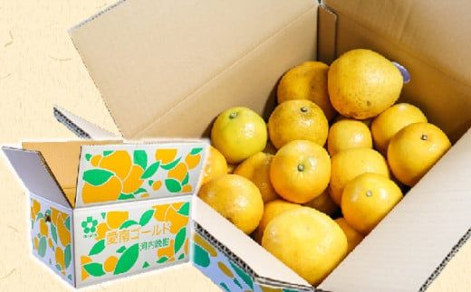 訳あり 愛南ゴールド ( 河内晩柑 )  8kg みかん 蜜柑 河内晩柑 和製 グレープフルーツ 傷 不揃い 規格外 常温 愛媛県 愛南町青果市場 発送: 4月上旬～なくなり次第終了