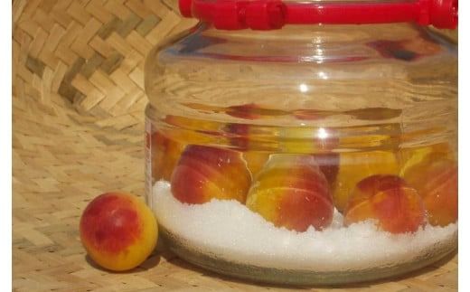 【梅干・梅酒用】（4Lまたは3L－10kg）熟南高梅＜2026年6月上旬～7月上旬ごろに順次発送予定＞【art007B】