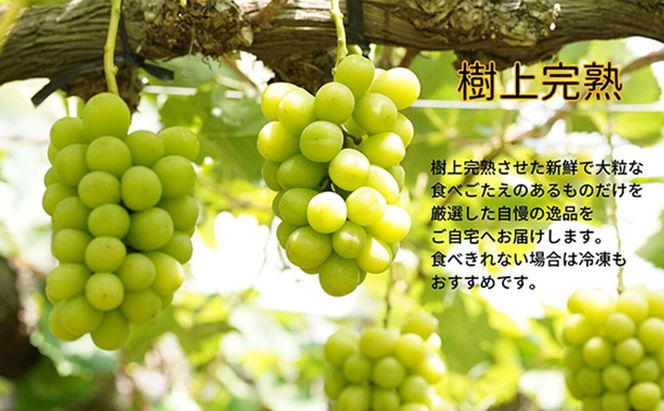厳選 シャインマスカット・瀬戸ジャイアンツ 2～3房 合計1.7kg以上 詰合せ 産地直送 朝採れ ぶどう 葡萄 Kawahara Green Farm 岡山県産 2026年 先行予約