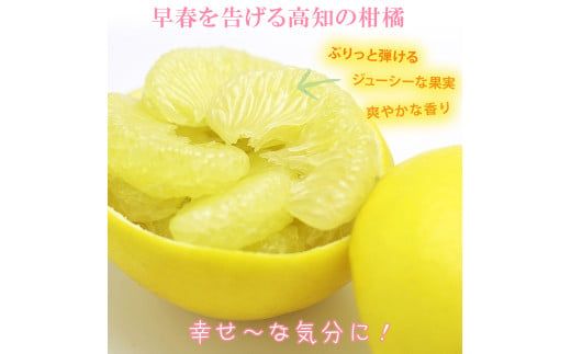 【先行予約】【果樹園直送】土佐文旦 4L 2個入り 1.5kg 大玉〈2027年2月中旬～3月中旬頃発送〉 特選品贈答用 果物 柑橘 フルーツ ぶんたん ブンタン 文旦 お取り寄せ 産地直送 おいしい 高知県 土佐市 【白木果樹園】 [BQAI003]