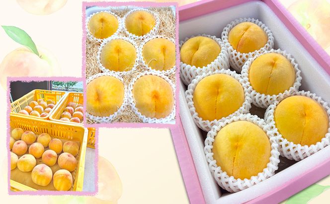 桃 【 訳あり 2級品 】 2026年 先行予約  黄金桃 約1.5kg(5～7玉入り) MIKI’S ORCHARD もも モモ 果物 フルーツ 岡山 赤磐市