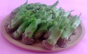 春を先どり　果汁たっぷりジューシーなタラの芽　500g