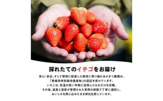 【2026年春収穫分】【先行予約】紅ほっぺ 4パック（約720g） | いちご イチゴ 苺 大福 ジャム タルト アイス ケーキ ギフト あかまつ農園 ※離島への配送不可 ※2026年2月中旬頃より順次発送予定