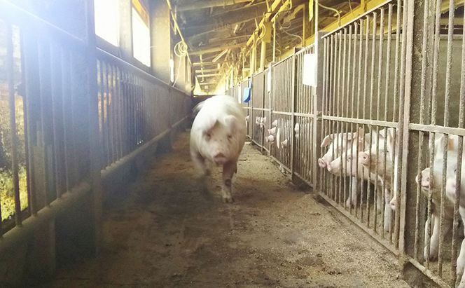 豚肉 農林水産大臣賞受賞 京丹波高原豚 こま切れ 1.6kg 小分け お肉 豚 肉 豚こま切れ 小間切れ ブランド 冷凍 大量 京都 