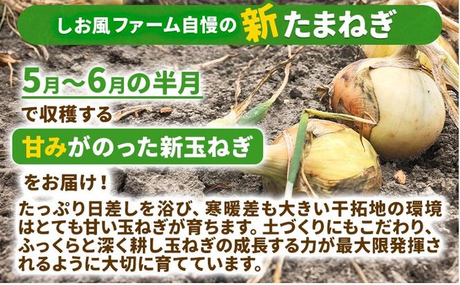 新玉ねぎ【2025年先行予約】 しお風新たまねぎ 約5kg 《5月中旬-5月末頃出荷》 玉ねぎ 新たまねぎ 玉葱 たまねぎ 新玉 野菜 青果物 岡山県 笠岡市---223_1051_5c5m_24_4500_5kg---