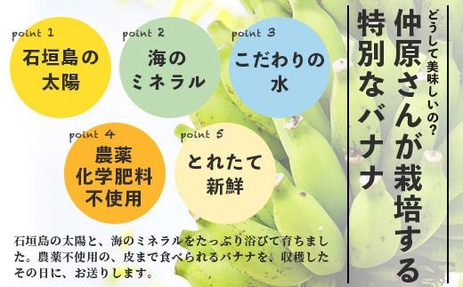 希少！こだわりの水を使い「森ような畑」で栽培する、仲原さんのバナナ【 沖縄県 石垣島 石垣島産 バナナ ばなな 農薬不使用 化学肥料不使用 】OI-16