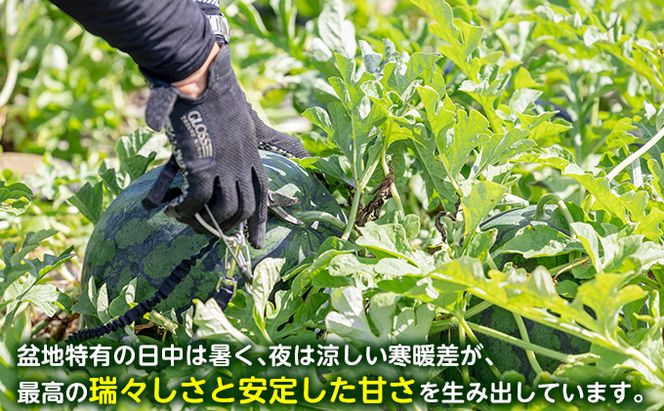 先行予約【食べ比べ】 2026年夏発送 富良野産 大玉 スイカ L 各1玉(夏大地・マイティ21) 北海道 ふらの すいか 西瓜 夏 フルーツ ふらの 甘い 糖度 大きい 大だま セット 別送  (畠山農園）